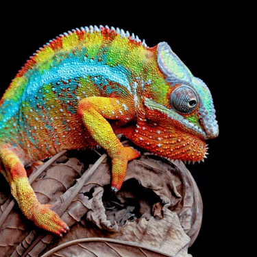 Reptile Enthusiast